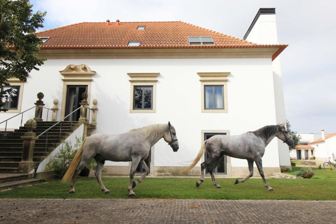 Quinta da Aldeia de Avanca Eksteriør bilde
